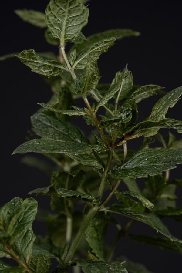 Alaska - diffusore a midollino - immagine 3
